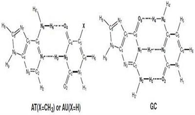 The Role of Proton Transfer on Mutations